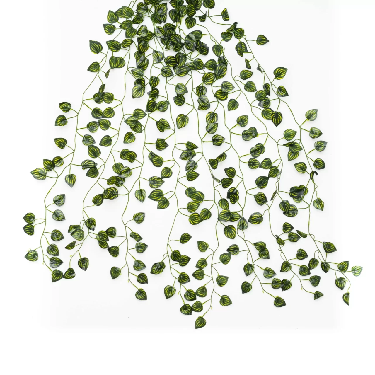 Enredadera madre selva